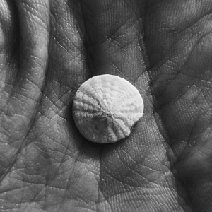 The smallest sand dollar Kate has found--smaller than a dime!